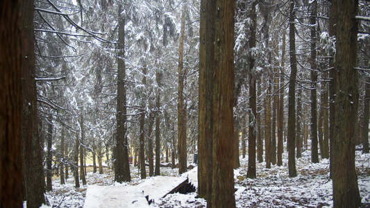 4K实拍森林中雪景视频素材[选题]视频