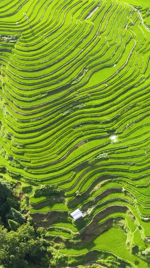 贵州加榜梯田航拍田园生活38秒视频