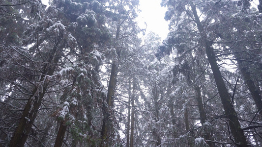 4K实拍森林中树上的雪景视频素材视频