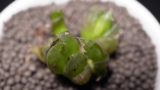 【镜头合集】水晶帘多肉植物盆栽绿植视频