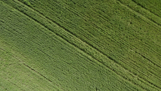 野外小麦的顶部视图空中视图视频