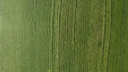 田野上小麦的顶部视图视频