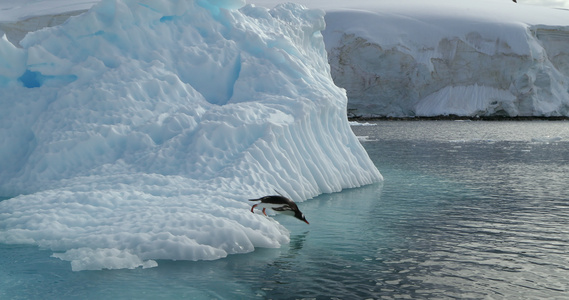 南极洲巴布亚企鹅潜入水中视频