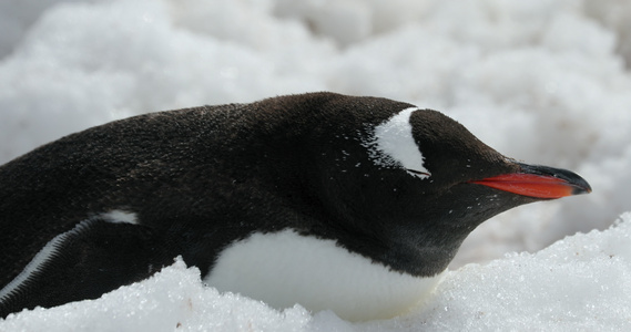 南极洲库弗维尔岛雪地上的巴布亚企鹅视频