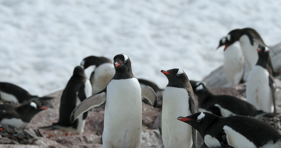 巴布亚企鹅群 ，南极洲库弗维尔岛视频