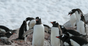 巴布亚企鹅群 ，南极洲库弗维尔岛8秒视频