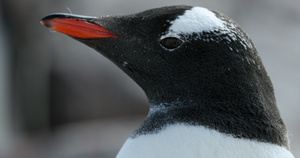 南极洲库弗维尔岛巴布亚企鹅8秒视频
