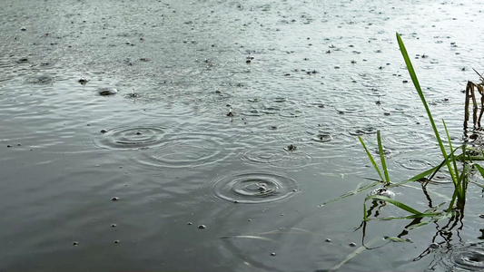 运河在雨中视频