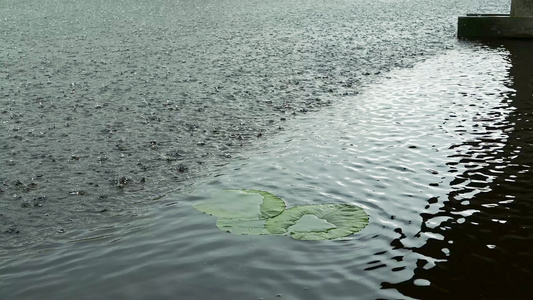荷兰运河在雨中的景观视频