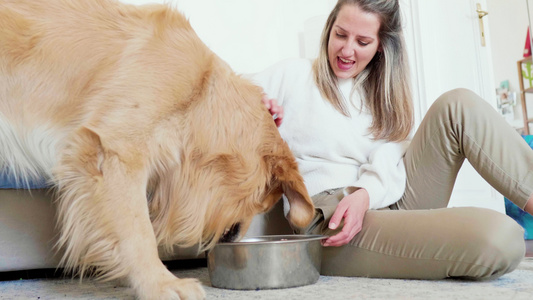 意大利米兰在碗里喂金毛猎犬的女人视频