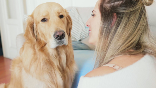 意大利米兰客厅里刷和亲吻金毛猎犬的女人视频