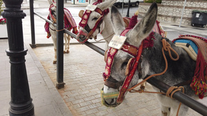 西班牙安达卢西亚米哈斯市有刺绣缰绳的驴12秒视频