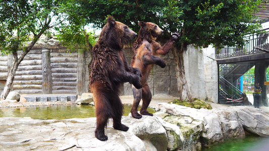 动物园棕熊表演4K实拍视频