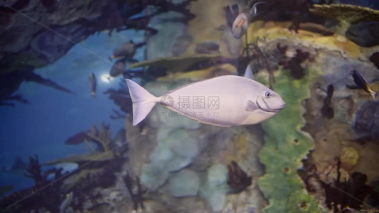 珠海长隆海洋世界的鱼群视频