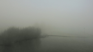 河流和被雾覆盖的光秃秃的树木26秒视频