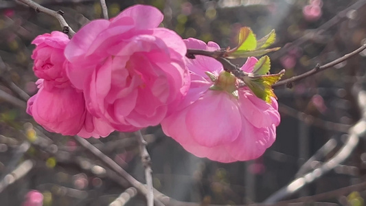 开花鲜艳花朵花蕊花瓣视频