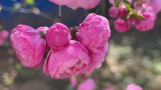 开花鲜艳花朵花蕊花瓣视频