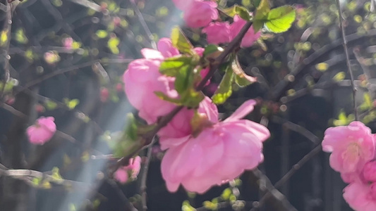 开花鲜艳花朵花蕊花瓣视频