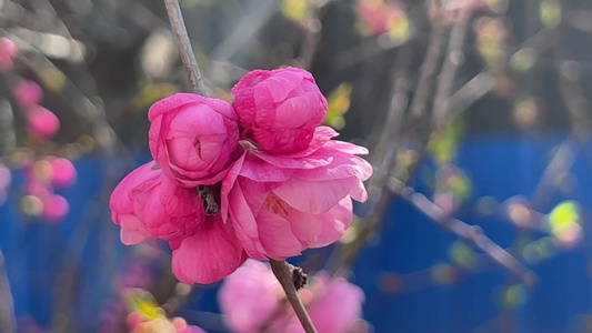 开花鲜艳花朵花蕊花瓣视频