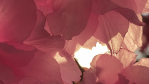 阳光透过樱花花瓣照耀34秒视频