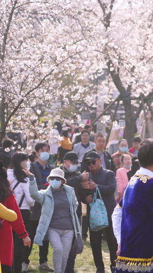 城市春天花季樱花树下跳蒙古舞的人群素材【该视频无肖像权，请勿商用】樱花季15秒视频