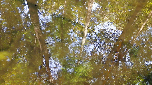 树林水面倒影视频