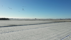 荷兰弗里斯兰布鲁克冰雪覆盖的田野24秒视频