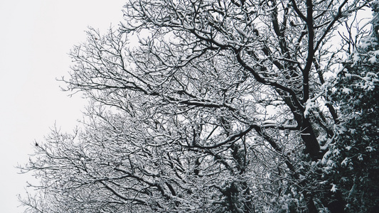 白雪覆盖的光秃秃的树视频