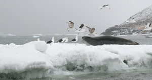 南极洲布朗布拉夫浮冰上的豹海豹和海鸥11秒视频