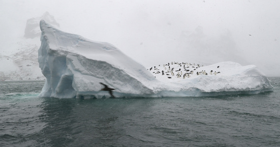 冰山上的阿德利企鹅布朗布拉夫南极洲视频