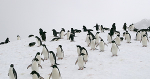 冰山上的阿德利企鹅布朗布拉夫南极洲16秒视频