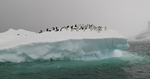 冰山上的阿德利企鹅布朗布拉夫南极洲8秒视频