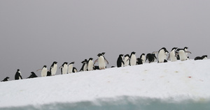 冰山上的阿德利企鹅布朗布拉夫南极洲10秒视频