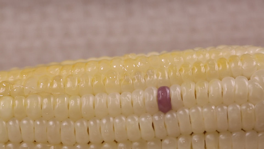 黏玉米粘玉米糯玉米水果玉米 视频