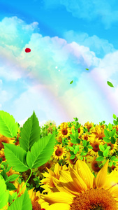唯美的彩虹向日葵背景素材向日葵花海视频