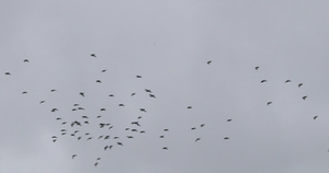 花斑鹱岬海燕在阴云密布的天空中飞翔9秒视频