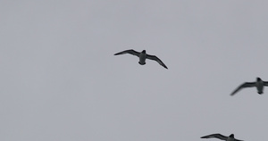 花斑鹱岬海燕群在阴云密布的天空中飞翔9秒视频