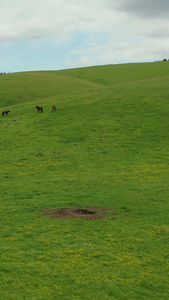 5A喀拉峻草原上散落的马群航拍视频畜牧业视频