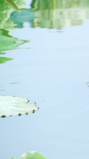 水鸭子野鸭子野禽生态保护湖中野禽20秒视频