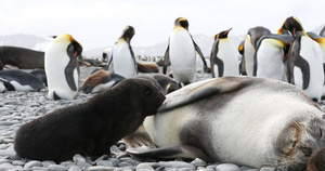 鹅卵石滩上的南象海豹幼犬哺乳和帝企鹅10秒视频