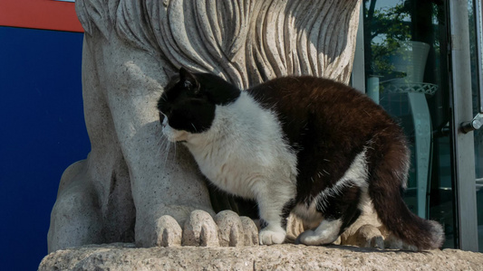 猫咪石狮子视频