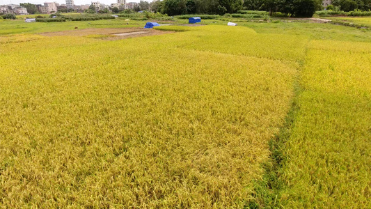 稻田航拍视频