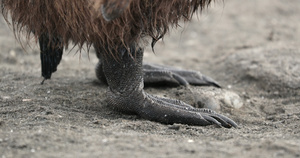 年幼帝企鹅的脚在沙子上10秒视频