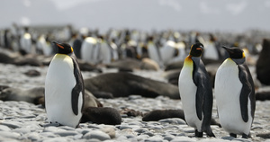 鹅卵石滩上的帝企鹅群和南象海豹群8秒视频