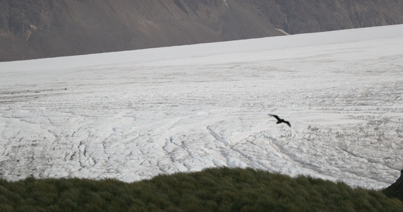 冰川上空飞行的鸟类视频