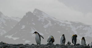 鹅卵石上的帝企鹅和背景雪山16秒视频