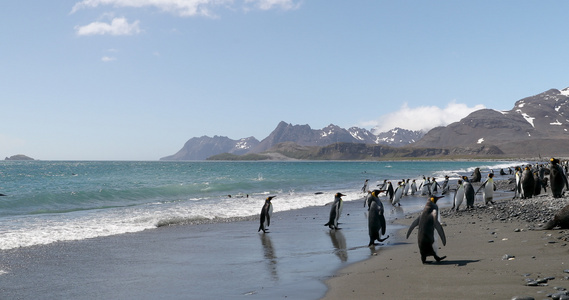 海岸上的帝企鹅群视频