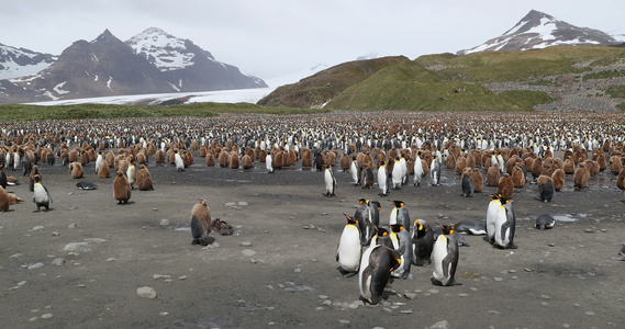 背景中雪山覆盖的帝企鹅群视频