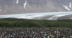 风景中的帝企鹅群11秒视频