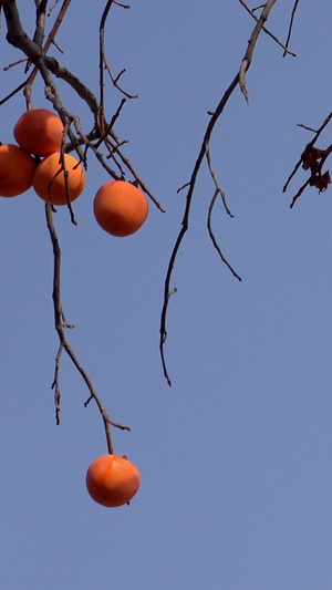 秋季枝头的柿子视频采柿子33秒视频